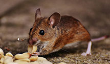 24 Hour & Emergency Exterminators in Donalsonville, GA
